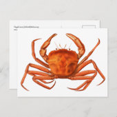 Carte postale de crabe - Illustration scientifique (Devant / Derrière)