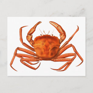Carte postale de crabe - Illustration scientifique