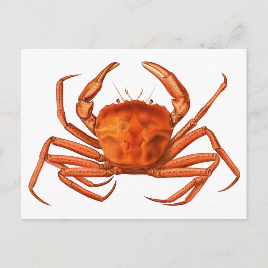 Carte postale de crabe - Illustration scientifique (Devant)