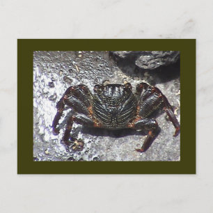 Carte postale de crabe noir
