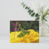 Carte postale de cricket Green Bush (Debout devant)