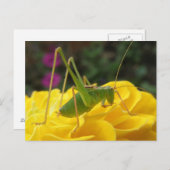 Carte postale de cricket Green Bush (Devant / Derrière)