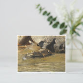 carte postale de crocodile d'eau douce (Debout devant)