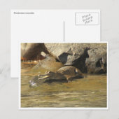 carte postale de crocodile d'eau douce (Devant / Derrière)