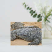 Carte postale de crocodiles (Debout devant)