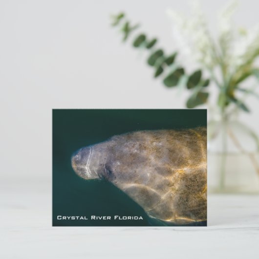Carte postale de Crystal River Floride Manatee (Debout devant)