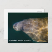 Carte postale de Crystal River Floride Manatee (Devant / Derrière)