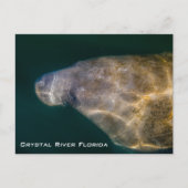Carte postale de Crystal River Floride Manatee (Devant)