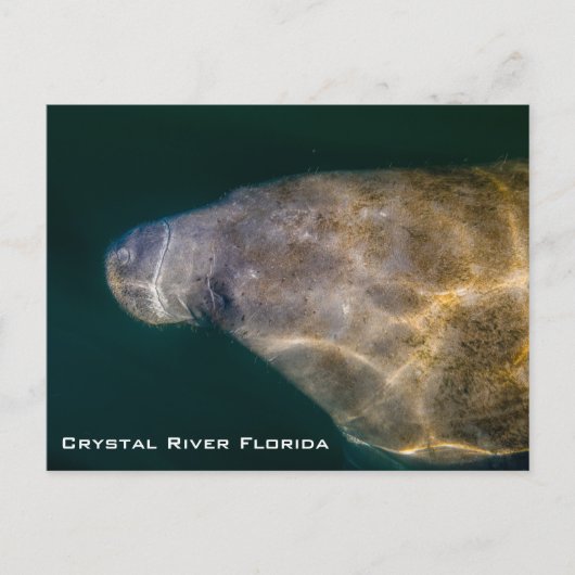 Carte postale de Crystal River Floride Manatee (Devant)