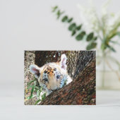 Carte postale de CUB de tigre (Debout devant)