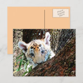 Carte postale de CUB de tigre (Devant / Derrière)