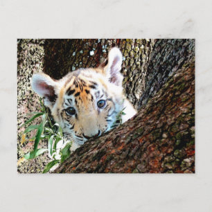 Carte postale de CUB de tigre