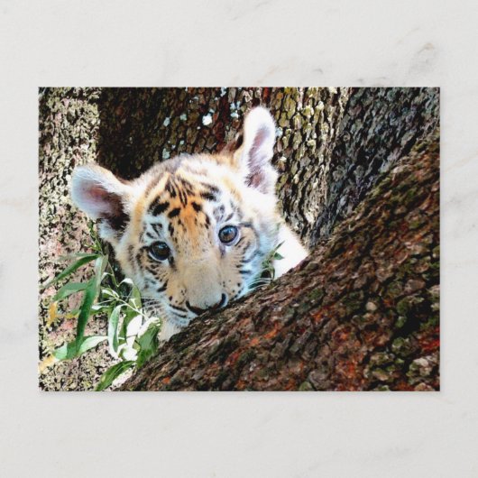 Carte postale de CUB de tigre (Devant)