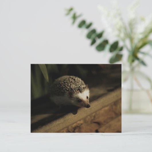 Carte postale de curiosité (Debout devant)