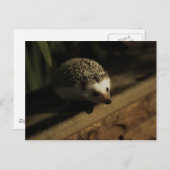 Carte postale de curiosité (Devant / Derrière)