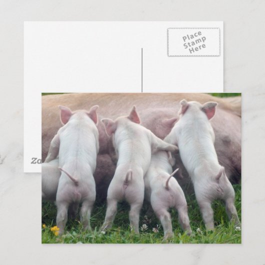 Carte postale de Cute Nursing (Devant / Derrière)