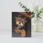 Carte postale de Cute Yorkshire Terrier Yorkie (Debout devant)