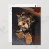 Carte postale de Cute Yorkshire Terrier Yorkie (Devant / Derrière)