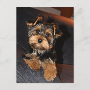 Carte postale de Cute Yorkshire Terrier Yorkie