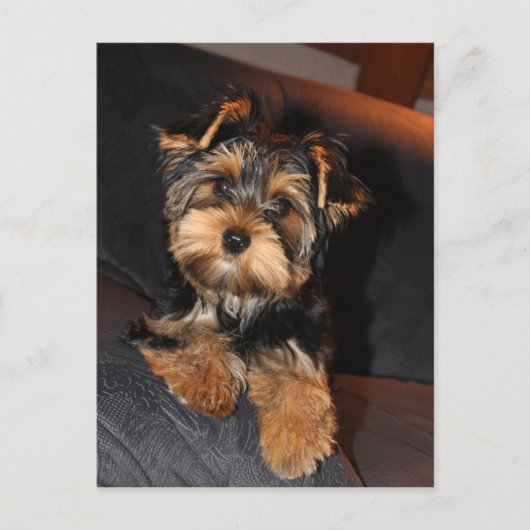 Carte postale de Cute Yorkshire Terrier Yorkie (Devant)