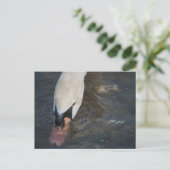 Carte postale de cygne (Debout devant)