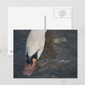 Carte postale de cygne (Devant / Derrière)