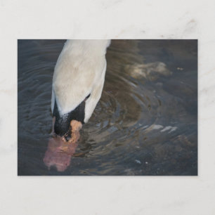 Carte postale de cygne