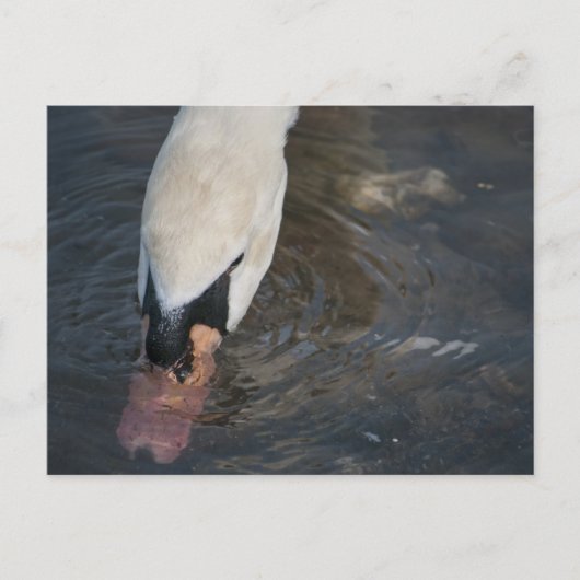 Carte postale de cygne (Devant)