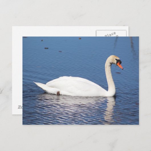 Carte postale de cygne (Devant / Derrière)