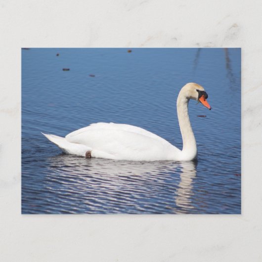 Carte postale de cygne (Devant)