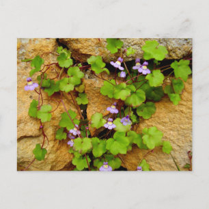 Carte postale de Cymbalaria Muralis