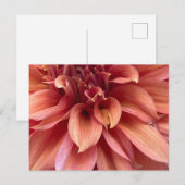 Carte postale de dahlia (Devant / Derrière)