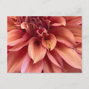 Carte postale de dahlia