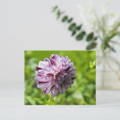 Carte postale de Dahlia Marble Ball (Debout devant)