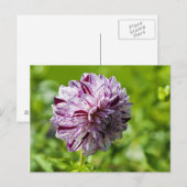 Carte postale de Dahlia Marble Ball (Devant / Derrière)