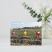 Carte postale de Danemark Vaches Colorées ! (Debout devant)