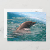 Carte postale de dauphin (Devant / Derrière)