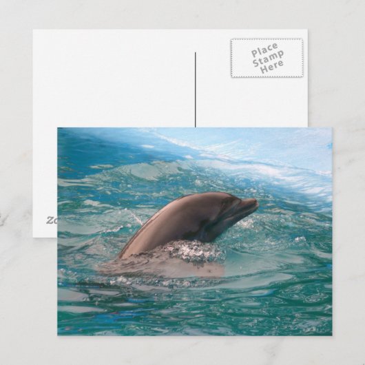 Carte postale de dauphin (Devant / Derrière)