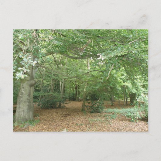 Carte postale de défrichement des bois (Devant)