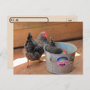 Carte postale de deux poulets sombres mignons