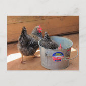 Carte postale de deux poulets sombres mignons (Devant)