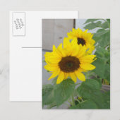 Carte postale de deux tournesols (Devant / Derrière)