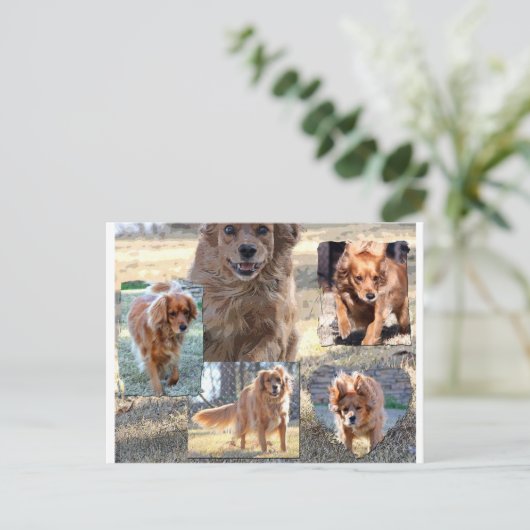 carte postale de dinah (Debout devant)