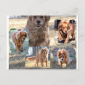 carte postale de dinah (Devant)