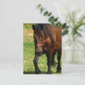 Carte postale de Draft (Debout devant)