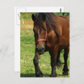 Carte postale de Draft (Devant / Derrière)