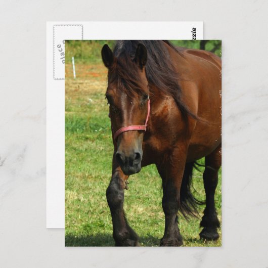 Carte postale de Draft (Devant / Derrière)