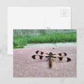 Carte postale de dragonfly Whitetail (Devant / Derrière)