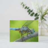 Carte postale de Drogonfly. (Debout devant)