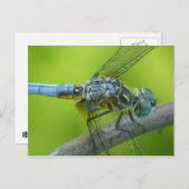 Carte postale de Drogonfly. (Devant / Derrière)